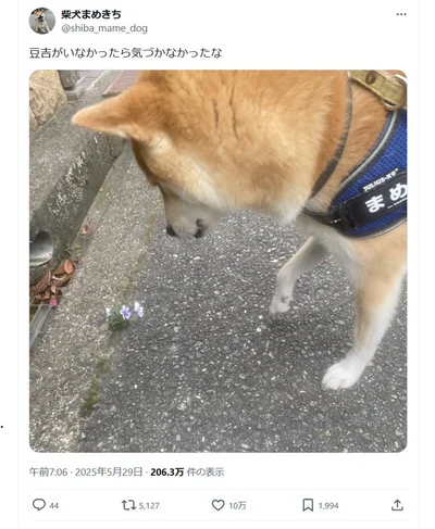 「犬がいたから気づけた」心あたたまるポストに感動の10万いいね！▶︎まめきちくんが見つけたものはほかにも（⇒次へ）