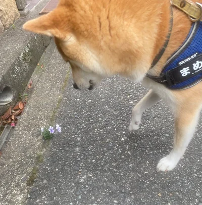 「小さなお花が咲いてるよ」▶︎まめきちくんの優しさがXで話題に！（⇒次へ）