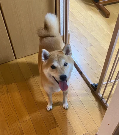 「なんかチョーダイ！」の時はこんな表情に！かわいい！▶︎お散歩の様子も（⇒次へ）