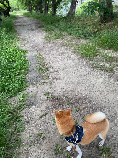 色々見つけられそうな散歩道▶︎ぽかぽか陽気のお散歩ワンコ（⇒次へ）