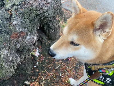 春が残っているのを見つけたまめきちくん▶︎普段のまめきちくんはどんな様子？（⇒次へ）