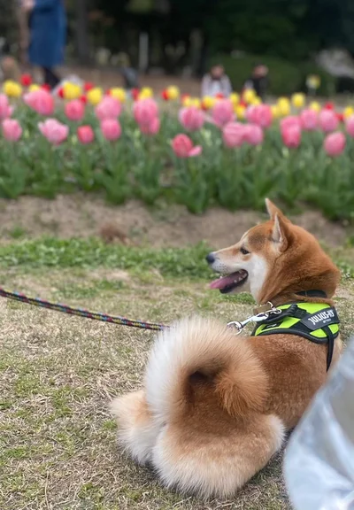 お花が咲き誇る公園にて▶︎夜のお散歩の帰り道では…（⇒次へ）