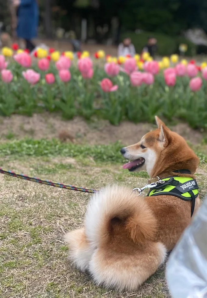 お花が咲き誇る公園にて▶︎夜のお散歩の帰り道では…(⇒次へ)