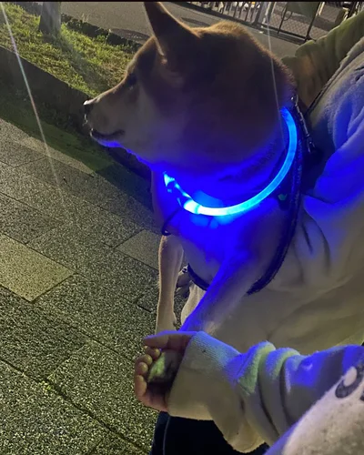 抱っこ＆手もつないでもらってほっこりの1枚でした！（⇒次画像からキュートな柴犬の魅力がたっぷり！ 『しばんばん2』が読めます）