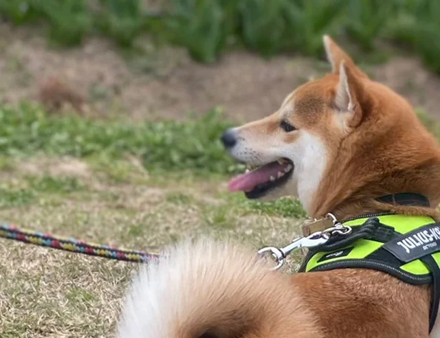 柴犬が散歩中に見せた“気づき”に10万いいね！優しさあふれる1枚に「涙が出た」「心が洗われる」と感動の声