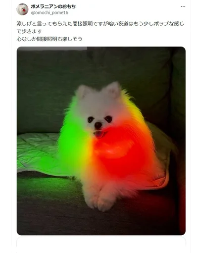 3色の賑やかなカラーが楽しい！夜のお散歩もルンルン♪▶おもちちゃんの暑さ対策が可愛すぎる！（⇒次へ）