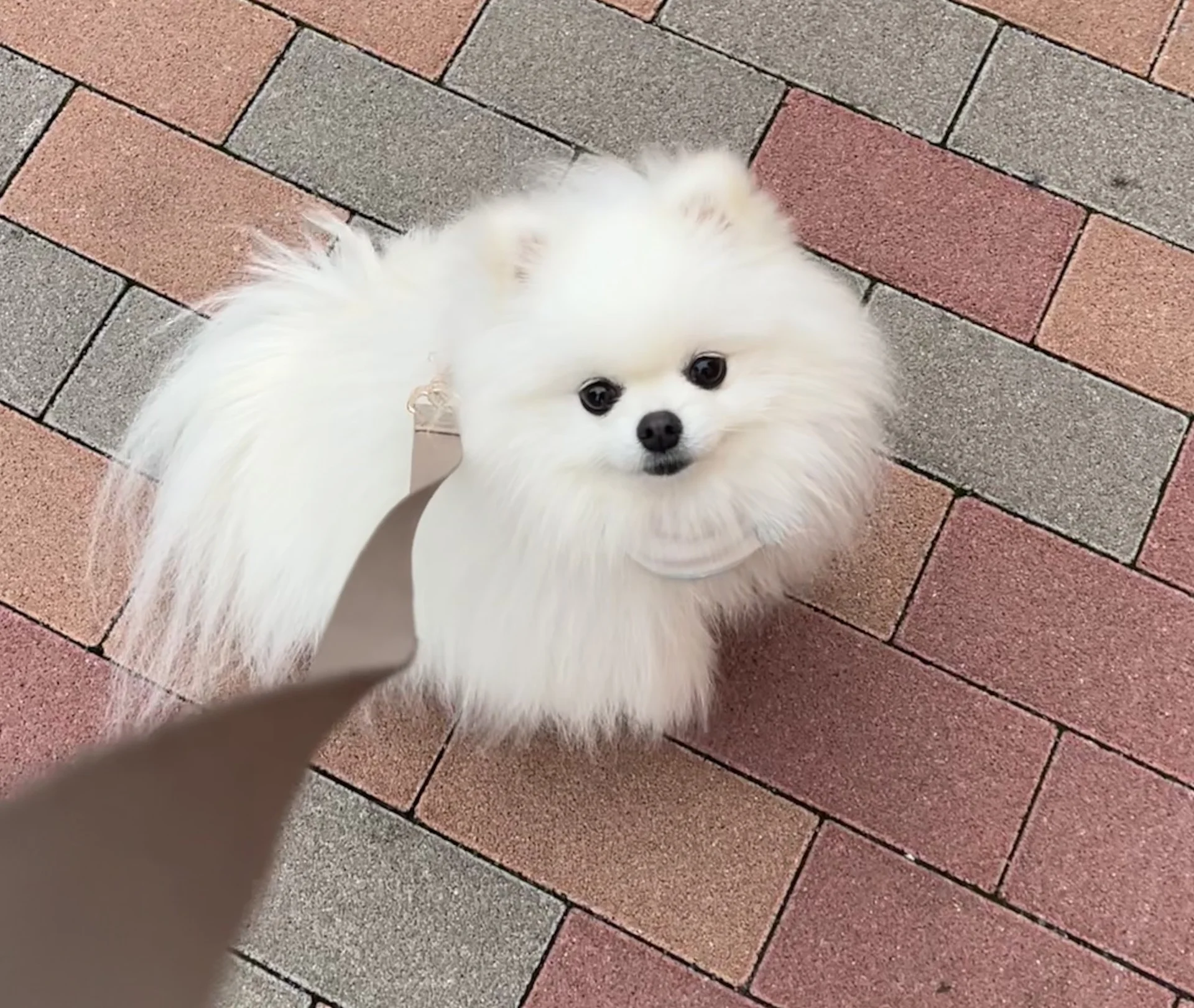 思わず二度見！夜のお散歩準備中のポメラニアンが幻想的すぎて4.2万