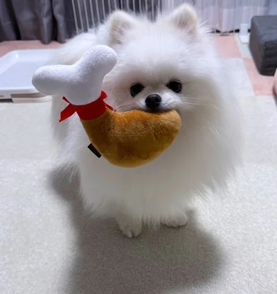 チキンのぬいぐるみを咥えたおもちちゃん。本当にかぶりついているみたい！▶可愛いおもちちゃんのおもしろ写真も（⇒次へ）