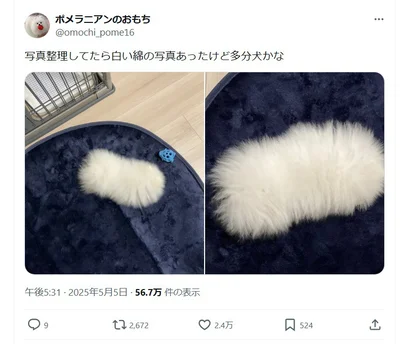 見れば見るほどふわふわなおもちちゃん▶おもちちゃんのコレクションはこちら（⇒次へ）