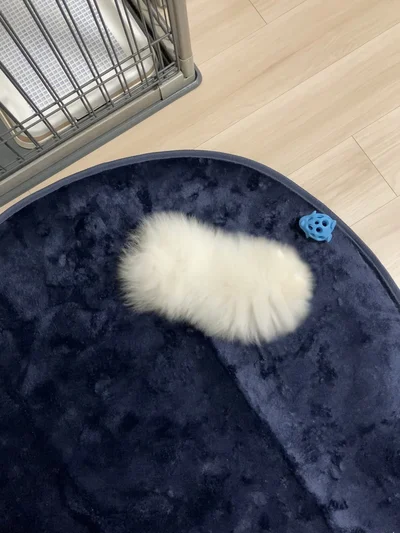白い綿のようだけど…▶ふわふわの正体は…（⇒次へ）