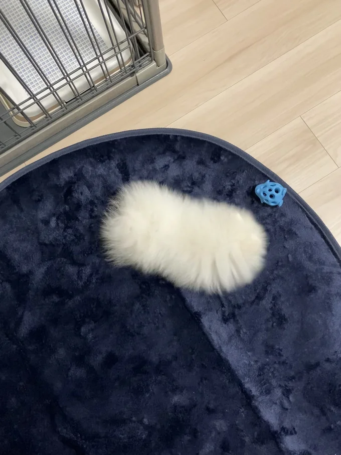 白い綿のようだけど…▶ふわふわの正体は…（⇒次へ）