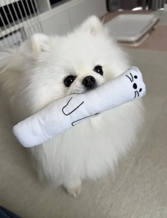 お気に入りのパンはただいま洗濯中。変わりにオコジョを見せてくれたおもちちゃん▶次に見せてくれたものは…（⇒次へ）