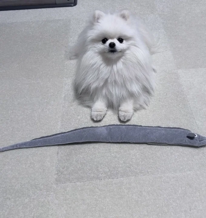 「みてみてー太刀魚」きれいに見せてくれるおもちちゃん、さすがです！▶おもちちゃんが習得したワザとは…（⇒次へ）