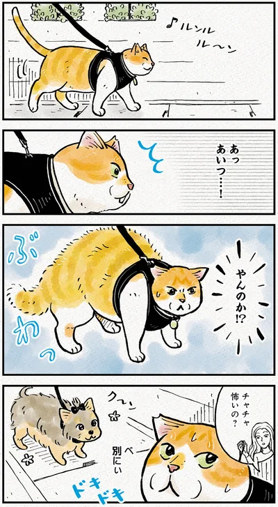『元野良猫チャチャ　本日も見まわり中』より