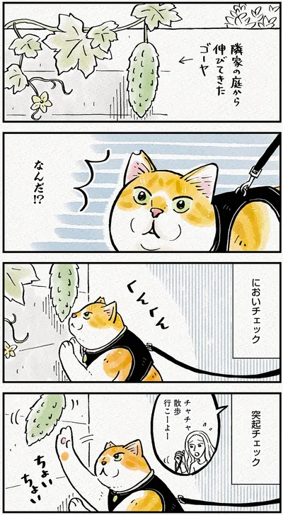 『元野良猫チャチャ　本日も見まわり中』より