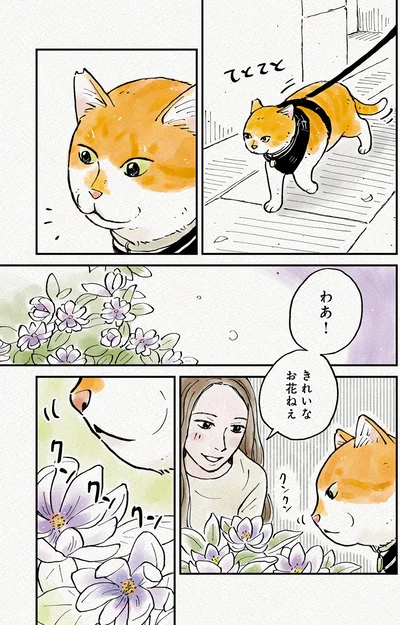 『元野良猫チャチャ　本日も見まわり中』より