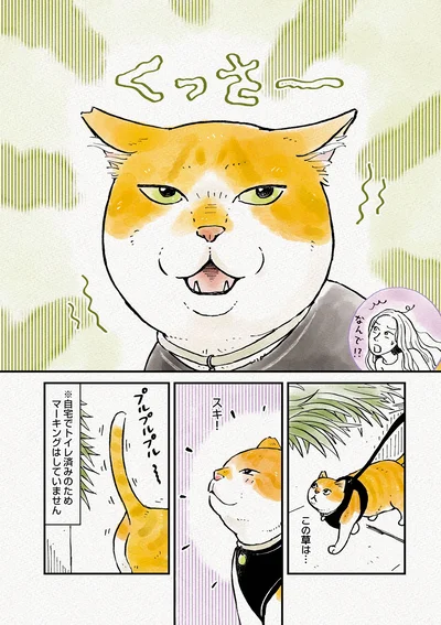 『元野良猫チャチャ　本日も見まわり中』より