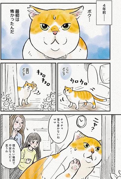 『元野良猫チャチャ　本日も見まわり中』より