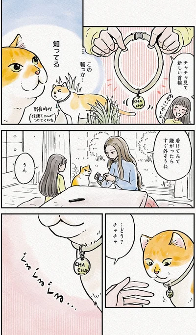 『元野良猫チャチャ　本日も見まわり中』より