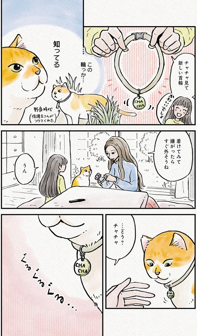 『元野良猫チャチャ　本日も見まわり中』より