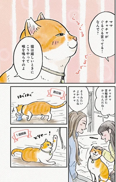 『元野良猫チャチャ　本日も見まわり中』より
