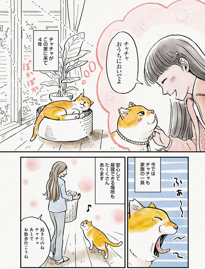『元野良猫チャチャ　本日も見まわり中』より