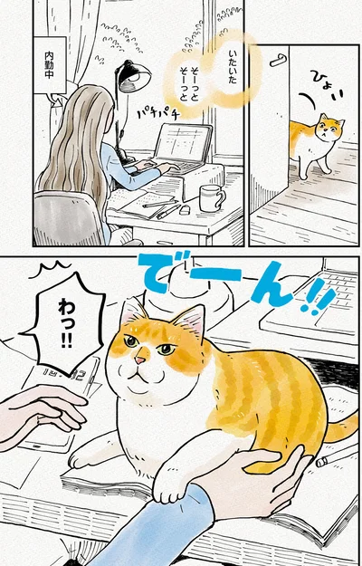 『元野良猫チャチャ　本日も見まわり中』より
