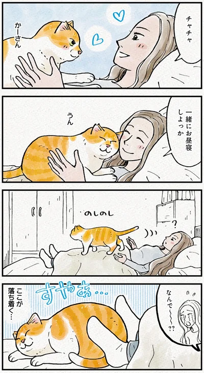 『元野良猫チャチャ　本日も見まわり中』より