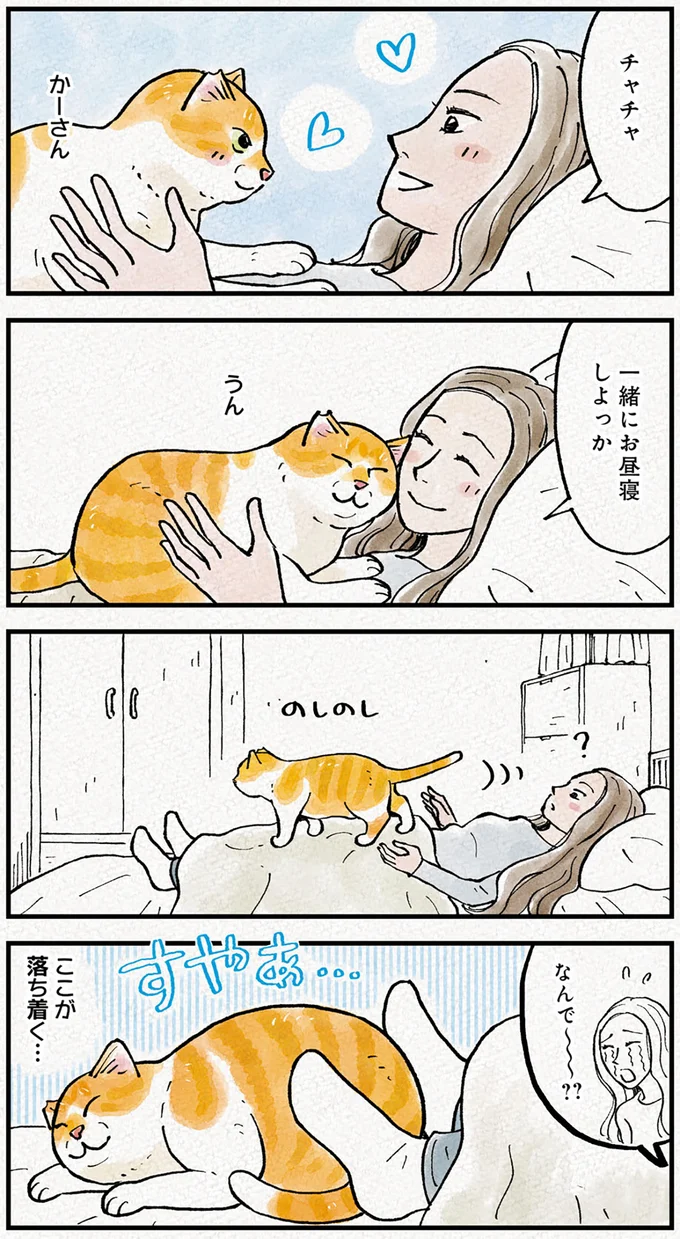 『元野良猫チャチャ　本日も見まわり中』より