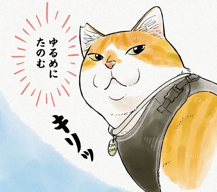 いざ出陣！甘えん坊猫がお散歩で見せる「猫武将」姿とは