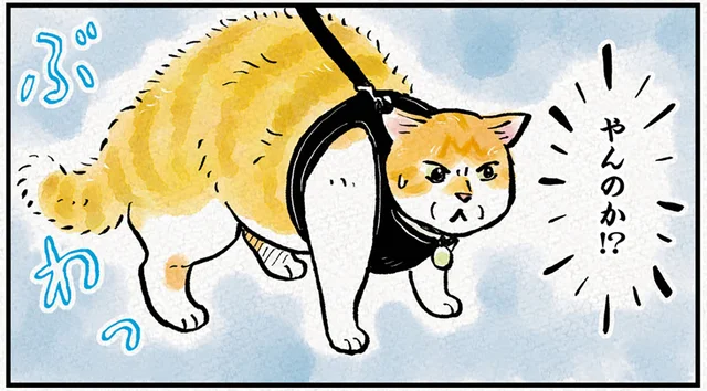 ゴキゲンなお散歩猫が見せた威嚇ポーズ。正面からやってきたのは