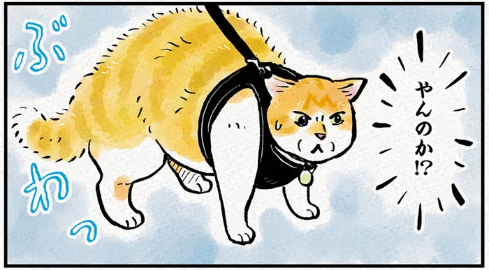 ゴキゲンなお散歩猫が見せた威嚇ポーズ。正面からやってきたのは