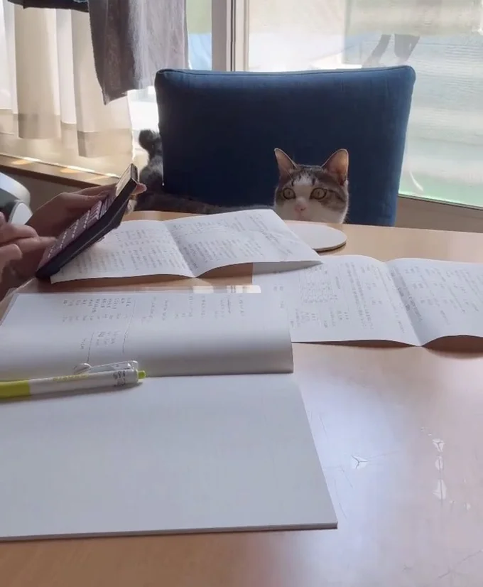 元気すぎる琥珀くん！邪魔する気満々の目をしていますね！▶次は猫に磨きをかけた琥珀くん（⇒次へ）