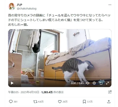 チュールを盗んだはずが、ベッド下へシュートしてしまった琥珀くん！慌てる姿も可愛い！（⇒次画像からは毎日かわいいの最高値を更新！愛猫との賑やかで笑える日常『ますます!!!!!! シャム猫あずきさんは世界の中心』が読めます）