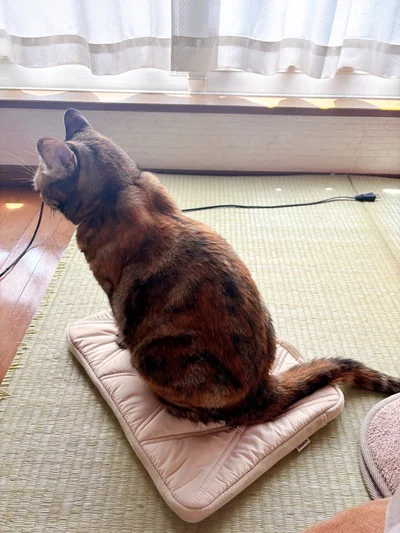 パソコンケースに座っちゃう茶子ちゃん！踏み心地に満足していそうです。▶お次は肉球丸見え！自由な琥珀くん（⇒次へ）