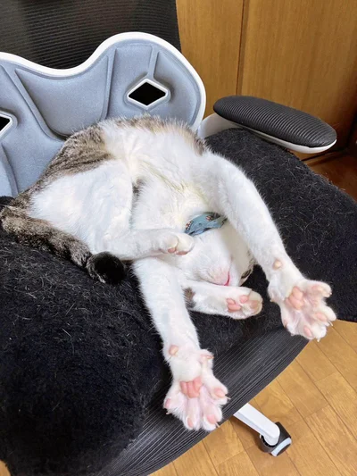 椅子の上で、反り返って思いっきり背伸び！プニッとした肉球がたまりません！▶扉を見れば……（⇒次へ）