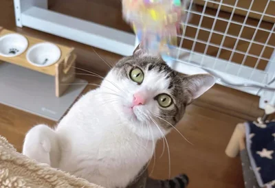 飼い主をうならせるセンスの持ち主、琥珀くん