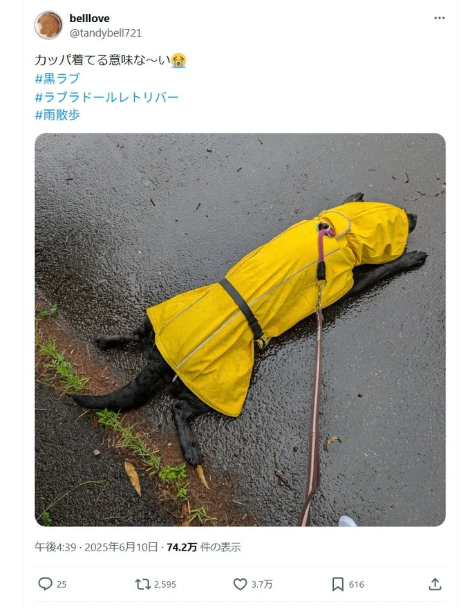 カッパを着てペタッと腹ばいになるベルちゃん！ ▶このカッパ、実は…（⇒次へ）