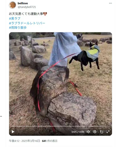 雨でも運動を欠かしません！ ▶大きな岩も…（⇒次へ）
