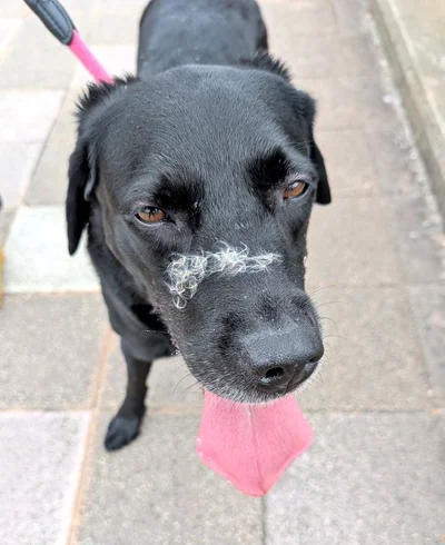  草むらに顔を突っ込むなど、やんちゃなベルちゃん！▶また、2歳までは泳ぐのが苦手だったそうですが（⇒次へ）