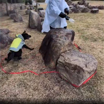  元気にジャンプする様子が見られます！▶二人の息もぴったりで（⇒次へ）