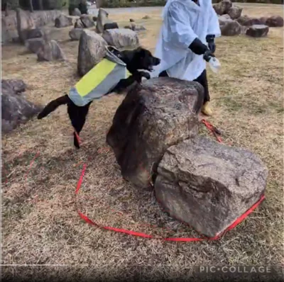  カッパでペタッと腹ばいになっているワンちゃんとは別な犬みたいです（笑）▶また、ベルちゃんの賢さが見える一面も…（⇒次へ）