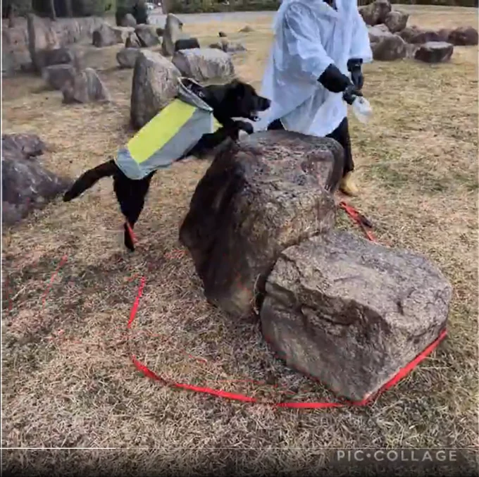  カッパでペタッと腹ばいになっているワンちゃんとは別な犬みたいです（笑）▶また、ベルちゃんの賢さが見える一面も…（⇒次へ）