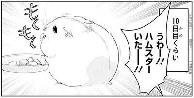 ハムスターいたー！！