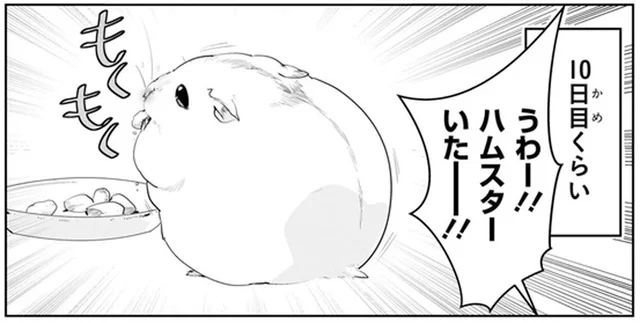 「ハムスターいたー!!」お迎えして10日目、ようやく姿を見せたのは慣れてきた証!?