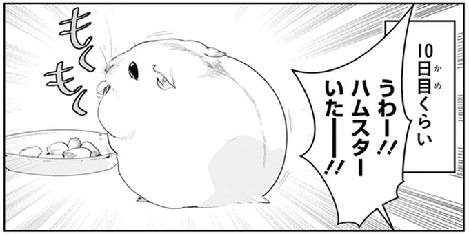 ハムスターいたー!!