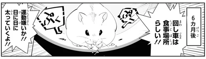 回し車は食事場所