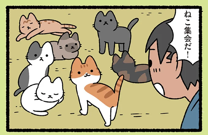 ねこ集会だ!
