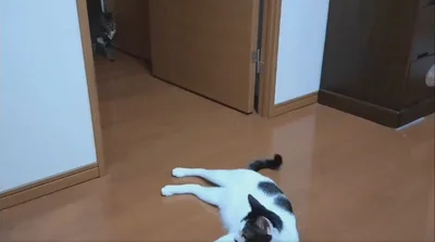 また何かをくわえて持ってくるランちゃん▶銀色に光るものをくわえています（⇒次へ）