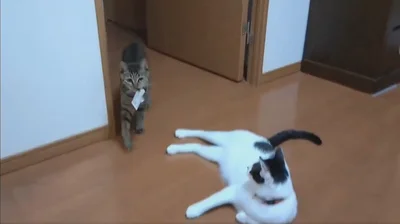 銀色にチラチラ光る…▶チャコちゃんも不思議そう（⇒次へ）